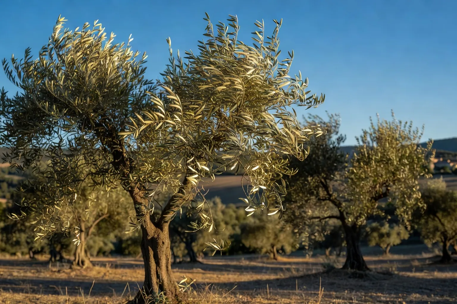 Oliviers aux feuilles retournées par le mistral sous un ciel dégagé